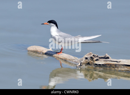 Ein Forster-Seeschwalbenvögel - Sterna forsteri. Hier auf einem Felsen stehend gesehen Stockfoto