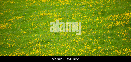 Butterblumen Wildblumen, Ranunkeln, in Wiese am Swinbrook in den Cotswolds, Oxfordshire, Vereinigtes Königreich Stockfoto