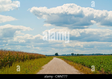 Sojapflanzen wachsen in einem Feld gegen einen bewölkten Himmel. Stockfoto