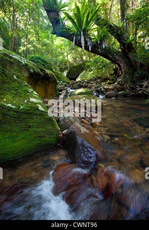 Fließende Regenwald Stream, Minnamurra Rainforest, NSW, Australien Stockfoto