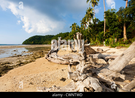 Toter Baum am Strand Stockfoto