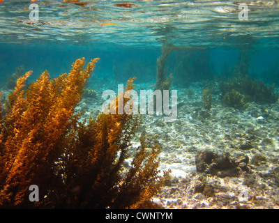 Seascape Seetang und Riff unter Wasser Stockfoto