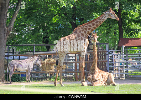 Russland. Moskau. Zoo. Familie der Giraffen Stockfoto