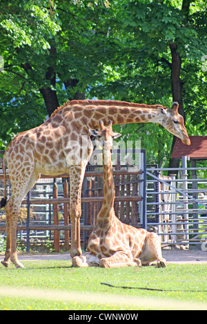 Russland. Moskau. Zoo. Familie der Giraffen Stockfoto