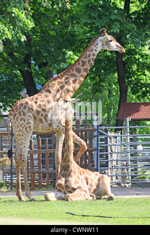 Russland. Moskau. Zoo. Familie der Giraffen Stockfoto