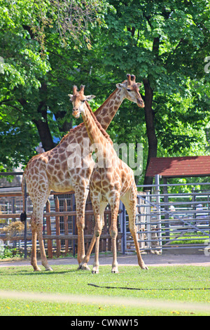 Russland. Moskau. Zoo. Familie der Giraffen Stockfoto