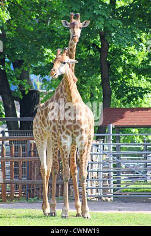 Russland. Moskau. Zoo. Familie der Giraffen Stockfoto