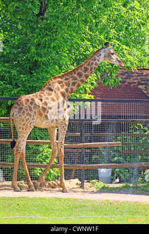 Russland. Moskau. Zoo. Familie der Giraffen Stockfoto