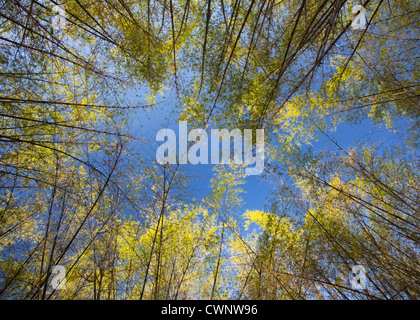 Australische gebürtige Bambus, Bambusa Arnhemica, Mary River Park, Northern Territory, Australien Stockfoto