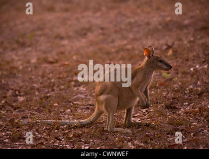 Agile Wallaby (Macropus Agilis), Mary-River-Nationalpark, Northern Territory, Australien Stockfoto