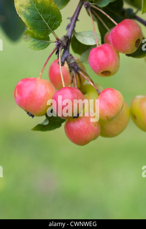 Malus "Crittenden". Crab Apple "Crittenden' wächst in einem englischen Obstgarten. Stockfoto