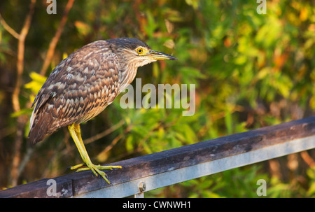 Unreife Rufous Nachtreiher Nycticorax Caledonicus, Fogg Dam Conservation Reserve, Northern Territory, Australien Stockfoto