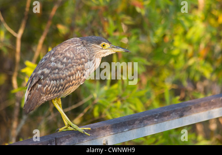 Unreife Rufous Nachtreiher Nycticorax Caledonicus, Fogg Dam Conservation Reserve, Northern Territory, Australien Stockfoto