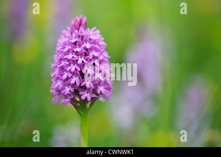 Anacamptis Pyramidalis. Pyramiden-Orchidee Stockfoto