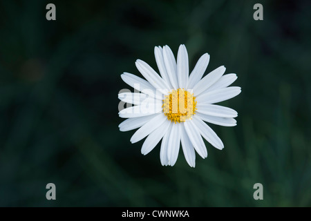 Argyranthemum grazile "Chelsea Girl". Marguerite Blume vor einem dunklen Hintergrund Stockfoto