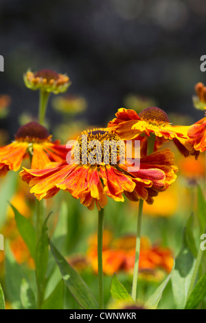 Helenium 'Waltraut'. Sneezeweed Blumen Stockfoto