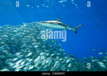 Ein Schwarzspitzen Riffhai Carcharhinus Melanopterus, über eine Schule des Fisches mit Sonnenstrahlen schräg durch das Wasser schwimmen. Stockfoto