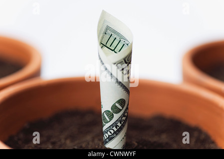 Hundert - Dollar-Schein in Blumentopf gepflanzt Stockfoto