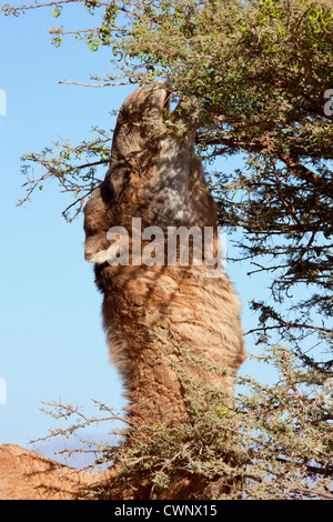 Dromedar (Kamel) isst aus einer Akazie. Stockfoto
