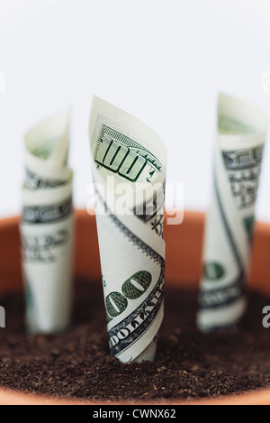 Hundert - Dollar-Scheine im Blumentopf gepflanzt Stockfoto