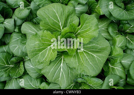 Deutschland, Bayern, Anbau von Pak choi Stockfoto