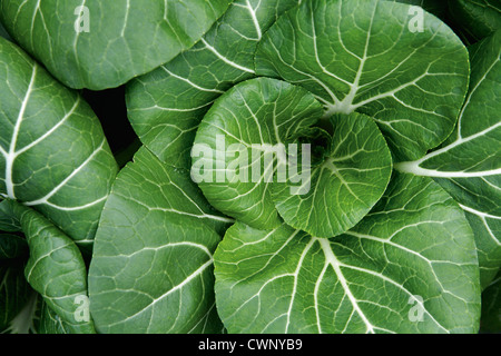 Deutschland, Bayern, Anbau von Pak choi Stockfoto