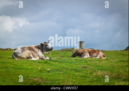 Englische Longhorn-Rinder in Beacon Hill, Leicestershire. Stockfoto