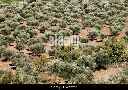 Vilarouco, Dorf im oberen Douro-Tal, Portugal Stockfoto