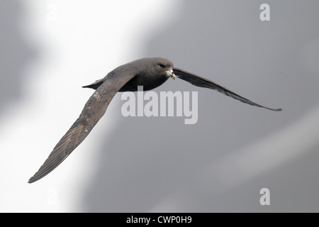 Nördlichen Fulmar (Fulmarus Cyclopoida Rodgersii) dunkel Morph, Erwachsene, im Flug über Meer, in der Nähe von Bering Insel Kommandeurs-Inseln, Stockfoto