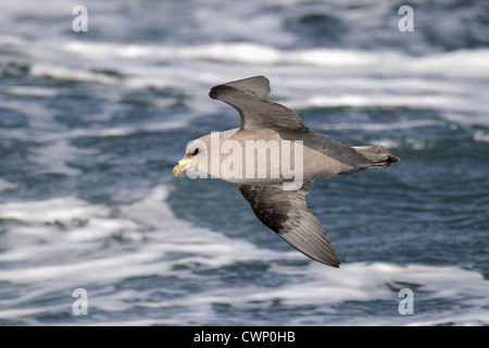 Nördlichen Fulmar (Fulmarus Cyclopoida Rodgersii) intermediate Morph, Erwachsene, im Flug über dem Meer, nahe der Halbinsel Kamtschatka, Stockfoto