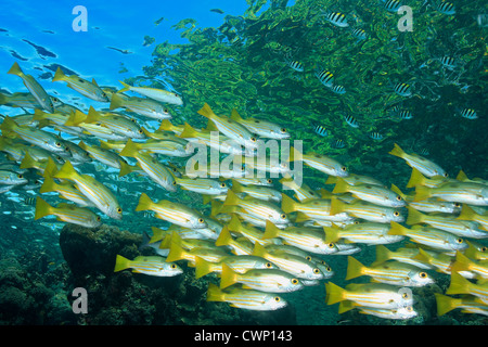 Eine Schule der Longspot Schnapper, Lutjanus Fulviflavimma, Schwimmen im flachen Wasser am Riff. Stockfoto