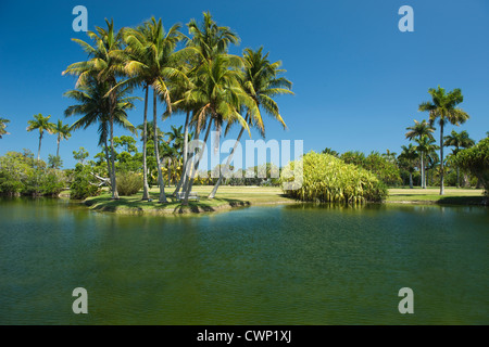 COCONOUT PALMEN PANDANUS SEE FAIRCHILD TROPICAL BOTANIC GARDEN CORAL GABLES FLORIDA USA Stockfoto