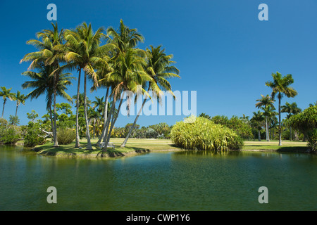 COCONOUT PALMEN PANDANUS SEE FAIRCHILD TROPICAL BOTANIC GARDEN CORAL GABLES FLORIDA USA Stockfoto