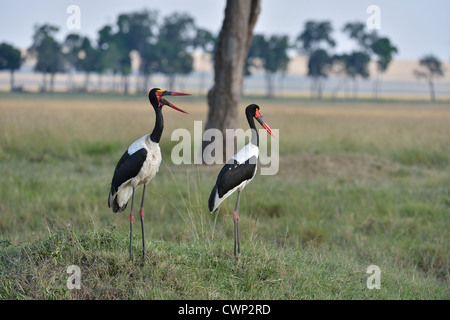 Sattel – abgerechnet Storch - afrikanischen Jabiru - Saddlebill (Ephippiorhynchus Senegalensis) paar stehen in der Savanne Masai Mara Stockfoto