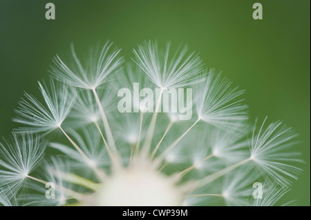 Löwenzahn Seedhead, close-up Stockfoto