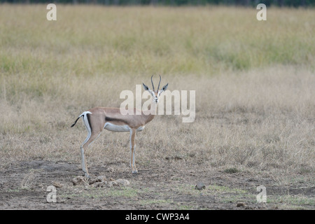 Grant es Gazelle (Gazella Granti - Nanger Granti) junge weibliche Stuhlgang in der Savanne Ostafrikas Masai Mara - Kenia - Stockfoto