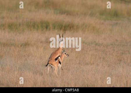 Thomson es Gazelle - Tommie - Tommy (Eudorcas Thomsonii - Gazella Thomsonii) koppeln Paarung in der Savanne Masai Mara Stockfoto