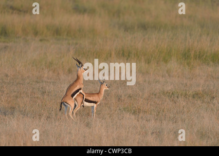 Thomson es Gazelle - Tommie - Tommy (Eudorcas Thomsonii - Gazella Thomsonii) koppeln Paarung in der Savanne Masai Mara Stockfoto