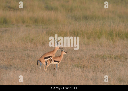 Thomson es Gazelle - Tommie - Tommy (Eudorcas Thomsonii - Gazella Thomsonii) koppeln Paarung in der Savanne Masai Mara Stockfoto