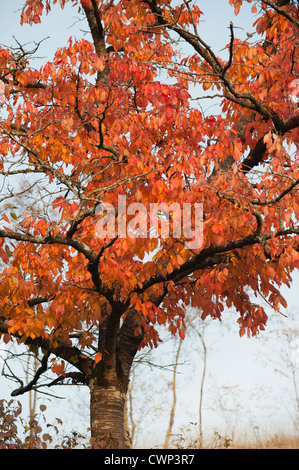 Kirschbaum im Herbst Stockfoto