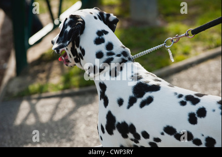 Dalmatiner, spazieren Stockfoto