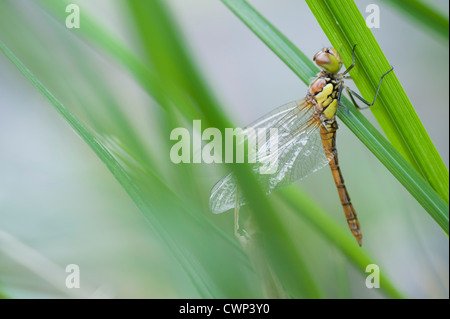 Libelle hocken auf Grashalm Stockfoto