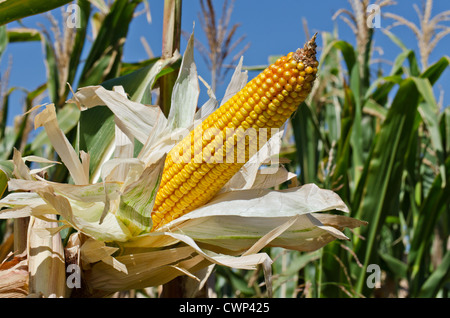 Getreide auf dem Halm im Feld horizontal gedreht Stockfoto