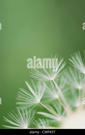 Löwenzahn Seedhead, close-up Stockfoto