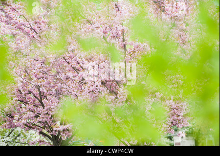 Kirschbaum in voller Blüte, angesehen durch Laub Stockfoto