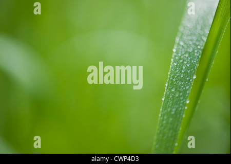 Tau-Tropfen auf Grashalm Stockfoto