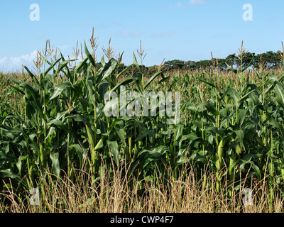 Zuckermais in Feld wachsen. Somerset. UK Stockfoto