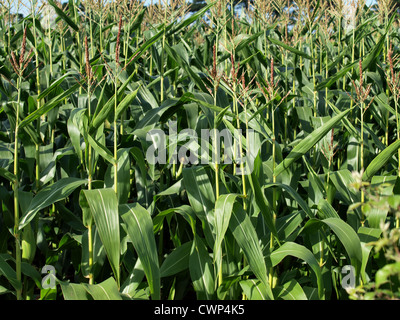 Zuckermais in Feld wachsen. Somerset. UK Stockfoto