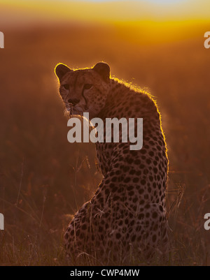 Gepard (Acinonyx Jubatus) Erwachsenen, auf der Suche nach Beute, Hintergrundbeleuchtung bei Sonnenaufgang, Masai Mara Game Reserve, Kenia, Juni Stockfoto