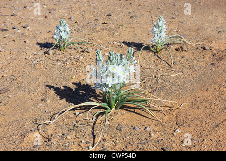 Pflanze mit weißen Blütenblättern auf steinigem Wüstenboden, Merzouga, Marokko. Stockfoto